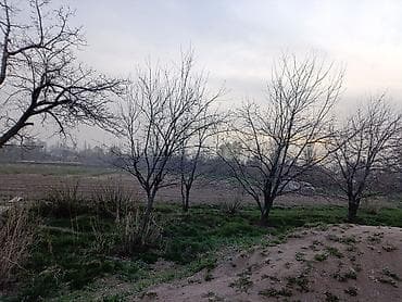 сдаю 1 комнату с подселением: 43 соток, Для сельского хозяйства — 7