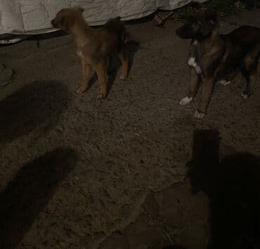 французский бульдог купить бишкек: Овчарка, 2 месяца, Самка — 6