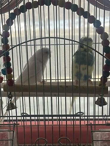 кош кат: Попугайчики волнистые в комплекте с клеткой и аксессуарами. + корм — 2