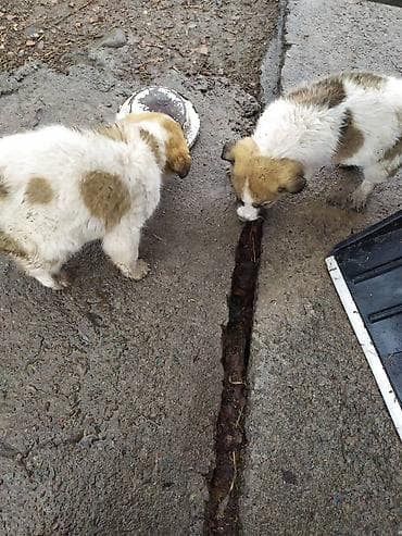 собаки щенки: Продаются щенки алабай, кабель и девочка. Возраст 2 месяца. Отец и — 2