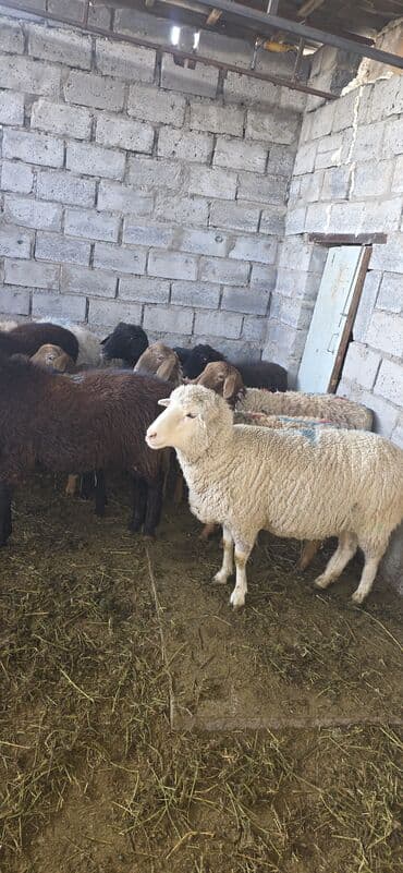 продам бу оборудование для птицефабрики: Продаю | Овца (самка), Ягненок, Баран (самец) | На забой — 5