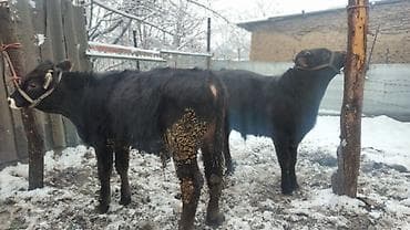 Птицы: Продаю | Бык (самец) | На откорм | Искусственник — 6