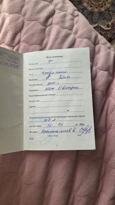 коровы молочные: Немецкая овчарка, Более 5 лет, Самец, С прививкой, С родословной — 6