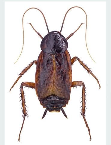 дезинфекция дома от клопов ош: Дезинфекция, дезинсекция, | Тараканы, Вирусы, микробы, Обработка деревьев, | Офисы, Дома, Транспорт — 3