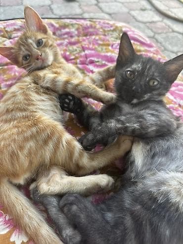Два очаровательных котёнка. - Окрас: один рыжий полосатый (табби) — 1