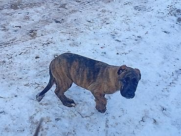 Башка жаныбарлар: Алабай, 2 айлык, Эркек, Ит тегин тастыктоочу документ — 5