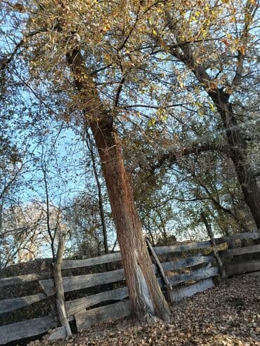 бу спальный гарнитур бишкек цены: Продам взрослое плодовое дерево (орех/грецкий орех) — 3