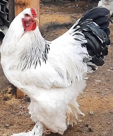 Продается брама петух