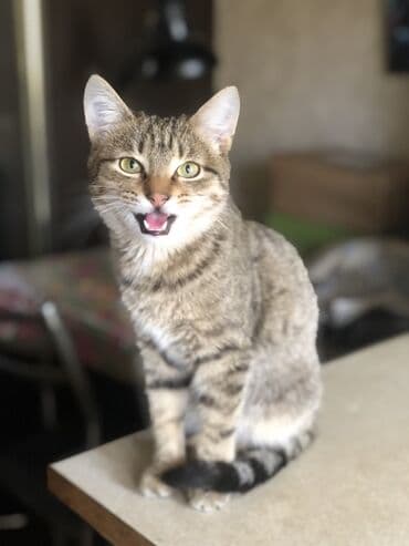 котята сфинкса купить: Нежный мальчишка Пристраивается в любящую семью Малышу 4,5 месяца — 4