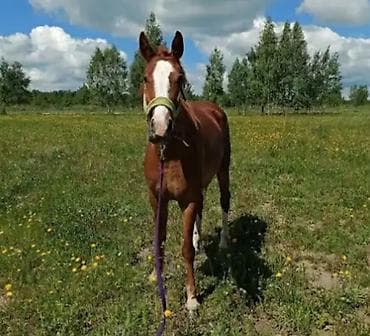 продажа собак: Продаю | Кобыла (самка) | Конный спорт — 2