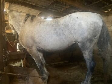 собака бульдок: Продаю | Кобыла (самка) | Полукровка | На забой, Для разведения | Мерин — 3