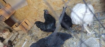 продажа французских бульдогов: Продаю | Куры, Петух — 3