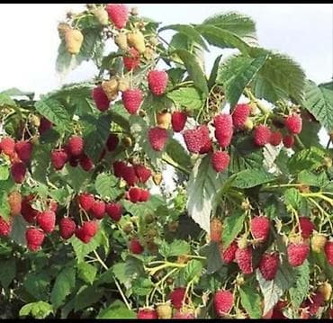 кок талаа: Малина Чекене, Өзү алып кетүү — 1