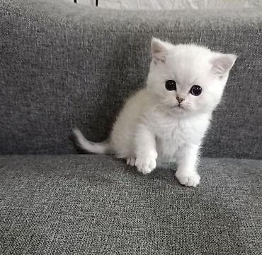 жеребец чистокровный: Продажа.Чистокровный шотландский котенок в окрасе колорная серебристая — 2