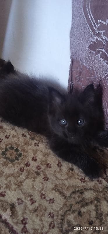 Үй жаныбарлары: Чёрный бриллиант🥰! Продается Котик Мейн-Кун❤️ окрас черный солид от — 3