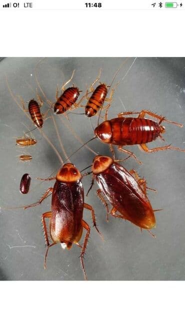 дезинфекция дома от клопов ош: Дезинфекция, дезинсекция, | Клопы, Тараканы, Обработка деревьев, | Квартиры, Дома, Дворы — 5