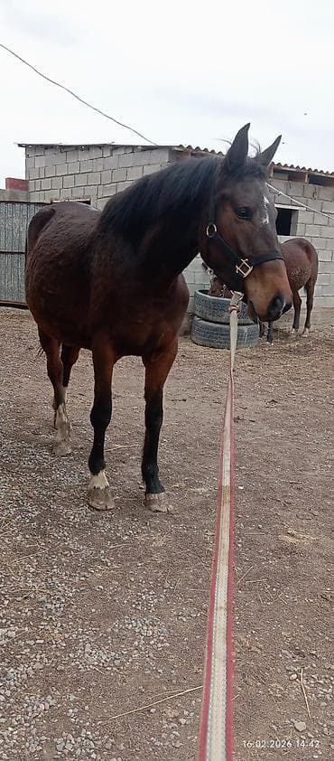 Собаки: Продаю | Кобыла (самка) | Английская | Конный спорт | Мерин — 7