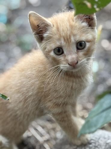 Отдам котят в добрые руки !!!
К лотку приучены