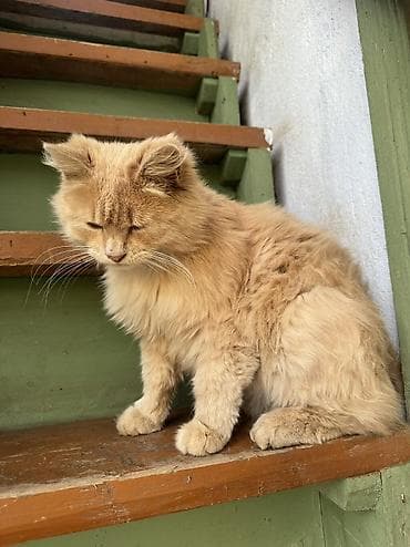 кошки на обувь: Пушистый кремовый кот с длинной шерстью и пышным хвостом. Окрас теплый — 5