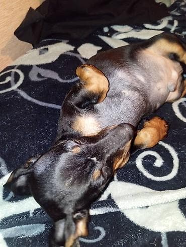 еда для собак: Продаются щенки породы таксы, два мальчика и одна девочка — 3