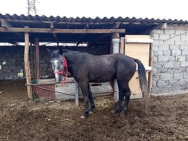 арабские лошади цена: Продаю | Жеребец | Полукровка | Рабочий — 7