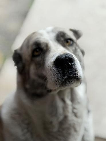 овчарка вязка: Дружелюбная крупная собака с эффектным мраморным окрасом (бело‑серый с — 2