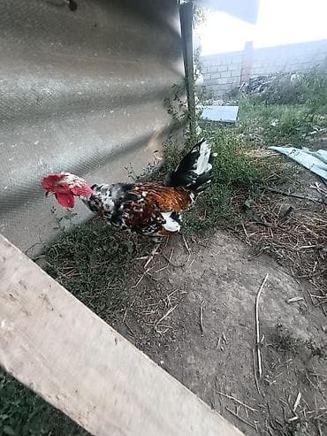 Үй жаныбарлары: Сатам | Короздор | Көбөйтүү үчүн — 3