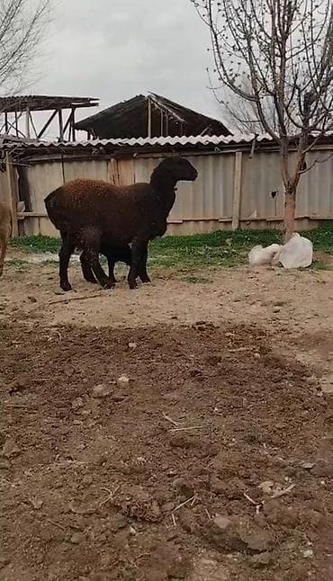 кандек собака: Сатам | Ургаачы кой (ургаачы) | Көбөйтүү үчүн | Ургаачы — 2