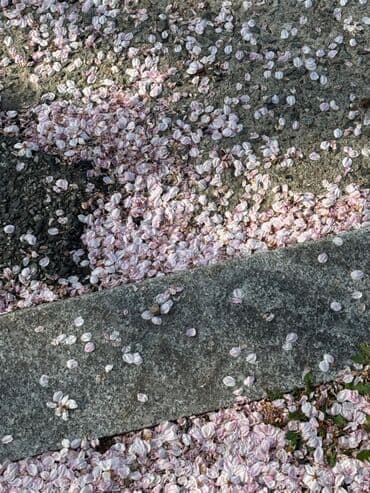 корейская компания атоми отзывы: Тил курстары Корейче Чоңдор үчүн, Балдар үчүн — 3