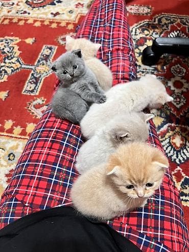 Шотландские вислоухие котята (Scottish Fold) дата рождения: 15.03.2026