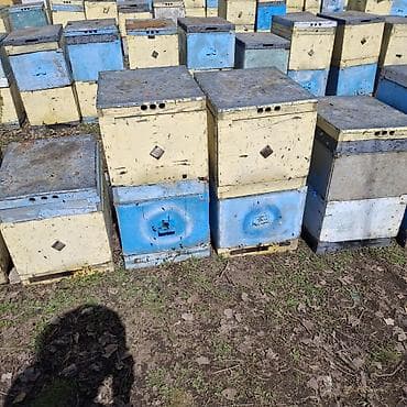 продам поросят: Дадан 2 корпуса по 10 рамок. полный комплект сушь, пчела от 4х до 8 — 2