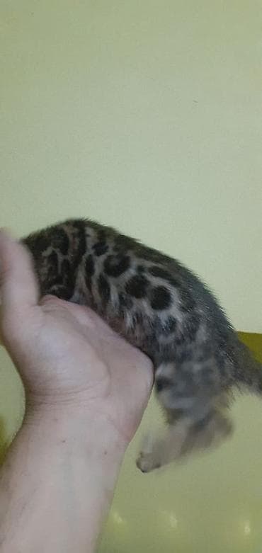 бенгальский котёнок: 1 месяц, Девочка — 4