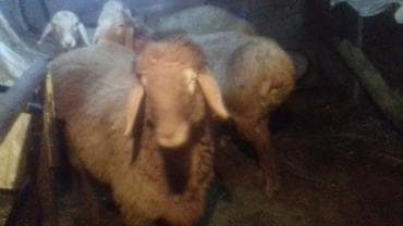 верблюд цена бишкек: Продаю | Баран (самец) | Полукровка | На забой, Для разведения, Для шерсти | Племенные, Осеменитель — 2