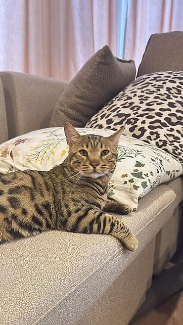игрушка для котят: Кошка даром: Бенгальская, 2 года, Мальчик — 2