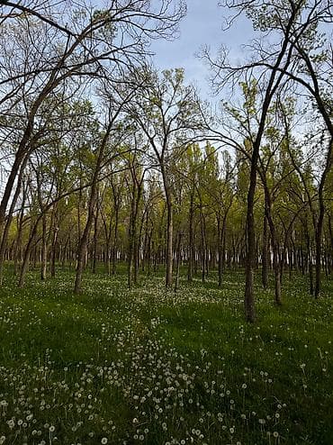 комната аламедин 1: 100 соток, Курулуш, Сатып алуу-сатуу келишими — 7