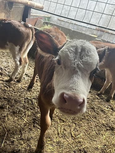 Продаю | Музоо, торпок | Голштин, Айрширская | Для разведения