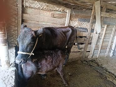 камни крс: Продаю | Корова (самка) | Для молока | После отела — 3