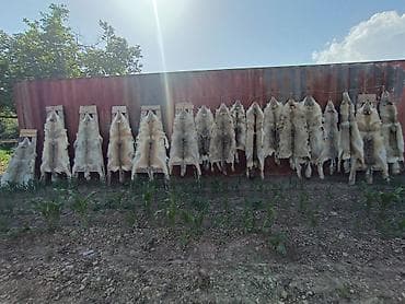 анекс спорт: Шкуры волка(натуральные), выделанные и растянутые на правилах — 1