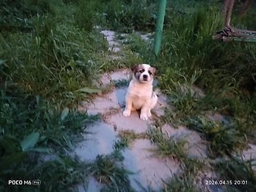 scottish fold: Щенки- девочки,отдам в хорошие руки,5- недель,активные,небольшого — 4