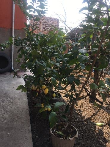malina.kg продажа малины оптом в бишкеке новопокровка фото: Продается лимонное дерево с плодами и без, многолетние и молодые — 11