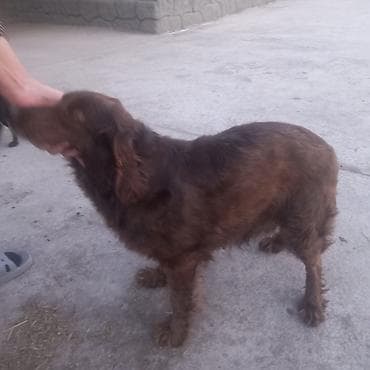 Продаю сука спаниель было два вывода продаю в связи с уезда прошу