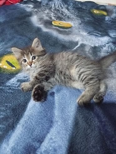 котята простые: Кошка даром: Беспородная, 2 месяца, Девочка — 5