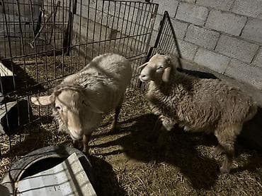 резка барана: Продаю | Ягненок | Для разведения — 1