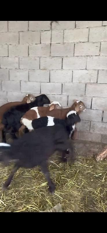 енот живой: Продаю | Ягненок | На забой — 2