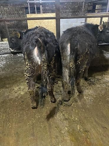 телёнок ангус: Продаю | Тёлка | Полукровка | На откорм | Нетель — 4