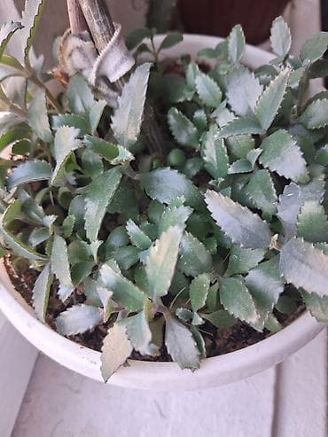 Каланхоэ: Каланхоэ лечебный 1см высота 10сом,2см высота 20сом, 3см высота 30сом — 4