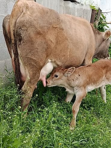 молоко варка: Продаю | Корова (самка) | Алатауская | Для молока | После отела — 5