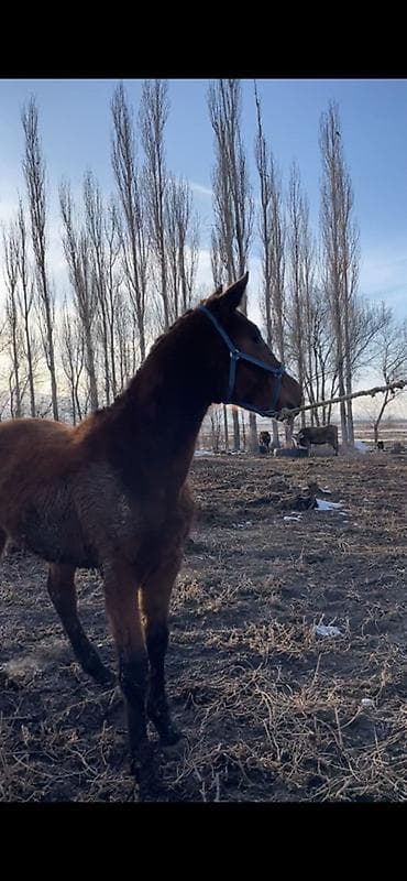 охот собака: Продаю | Жеребенок | Полукровка, Кара Жорго | Конный спорт — 1