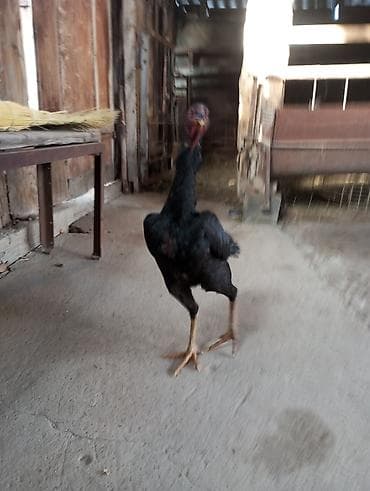 домашние птицы: Продаю | Куры | Бойцовая, Дакан | Для разведения, Несушки — 3