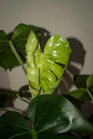 Монстеры: Монстера делициоза (Monstera deliciosa) - Ярко‑зеленые, крупные — 1